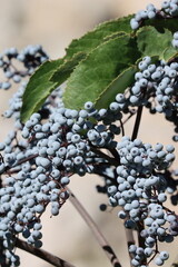 Mexican Elderberry, Sambucus Mexicana, a native perennial monoclinous woody shrub displaying mature spheric glabrous drupe fruit during late Summer in the Eastern Sierra Nevada.