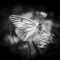 Close-up of a butterfly in black and white.