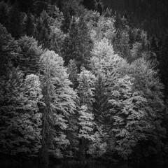 Trees in the fall at the Eibsee, on the Zugspitze.