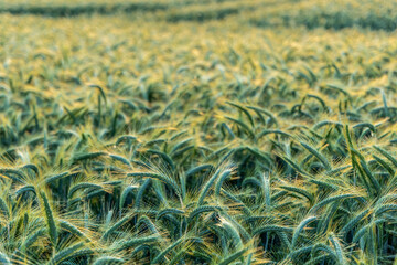 Green wheat on the field