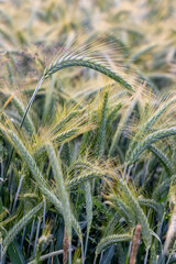 Spikelet of barley against the background of a barley field