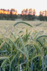Ear of barley on the background of a barley field at sunset