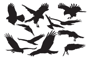 Vector birds of prey with different amazing flight images. White background.