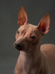 An American Hairless Terrier dog gazes pensively in a studio, its sleek skin and pointed ears highlighted against a grey backdrop, embodying elegance and curiosity