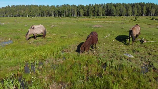 Drone footage of Icelandic Horses grazing in a meadow.