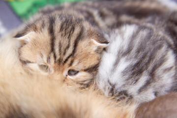 close up of a cat sleeping