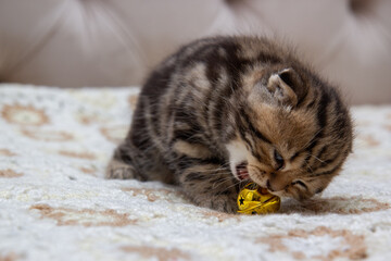 cat playing with ball