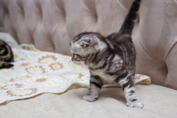 cat sleeping on the floor