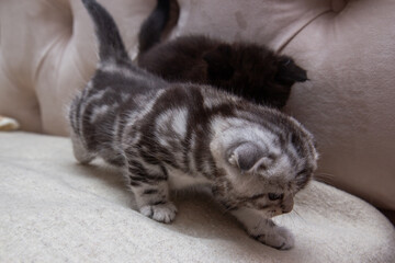 Naklejka na ściany i meble cute kittens playing on the bed