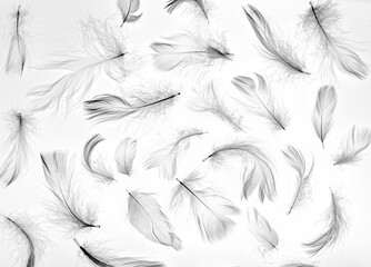 Small White Delicate Feathers Scattered on a White Smooth Background. White Bird Fluff on White...