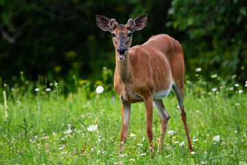 White-tailed Deer