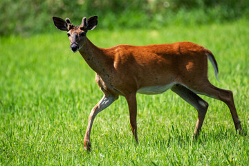 White-tailed Deer