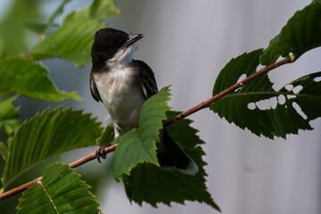 Eastern Kingbird