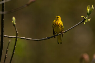 Yellow Warbler