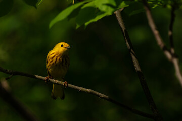 Yellow Warbler