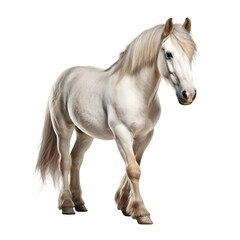 Obraz na płótnie Canvas Horse isolated on transparent background