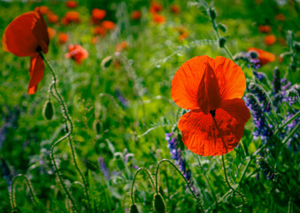 red poppy flower