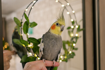 Beautiful photo of a bird.Funny parrot.Cockatiel parrot.
Home pet yellow bird.Beautiful feathers.Cute cockatiel.Home pet parrot.A bird with a crest.Natural color.Birdie.The parrot looks in the mirror.