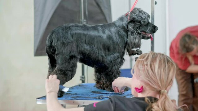A female groomer uses a comb to check for sticking out hair after cutting a cocker spaniel