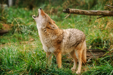 Naklejka na ściany i meble Coyote Canis latrans howling native to North America