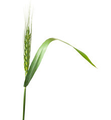 Close-up image of a green wheat spikelet isolated on transparent background.