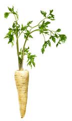 Close-up image of parsley root with sprouts isolated on transparent background .