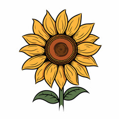 Sunflower flat vector illustration. Sunflower cartoon hand drawing isolated vector illustration.
