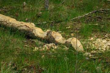 Fototapeta na wymiar A lying tree after the beaver's work