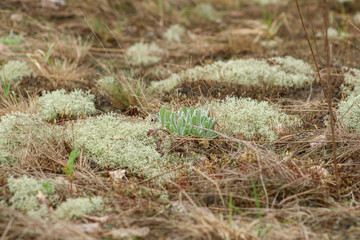 Blue lichen with a green plant on a rock