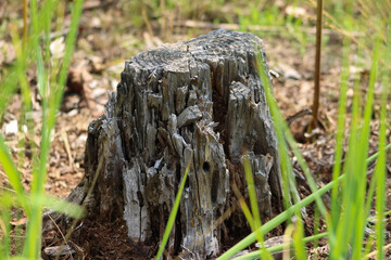 Old ruined stump of a pine tree in the forest of Ukraine