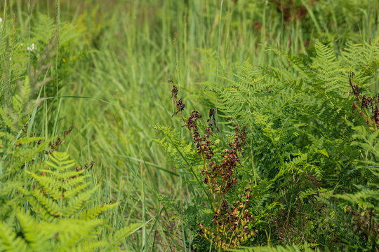 Yellow fern lith on a background of green grasses