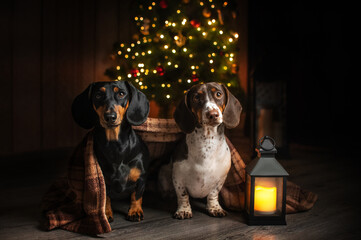 Christmas photo of pet piebald dachshund near the tree