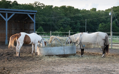 Horses grazing on hay in a corral