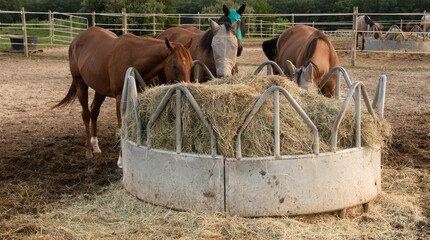 Horses feeding on hay in a corral