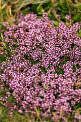 pink flowers in the garden