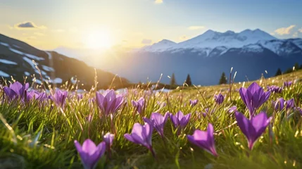 Zelfklevend Fotobehang copy space, stockphoto, beautiful alpine meadow with wild purple narcisses during spring time, warm morning light. View on wild crocus flowers in the alps during sunrise. Early morning alpine langscap © Dirk