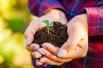 Woman holding in her hands green sprout seedling in soil. Concept of Earth day