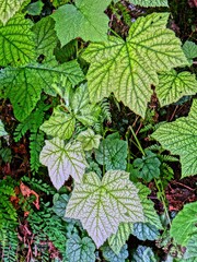 Devil's Club leaves ( Oplopanax horridus)