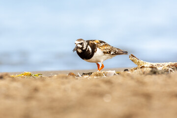 Close-up of the ruddy turnstone (Arenaria interpres), black , brown and white wader (wading bird) 
