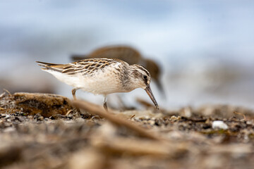 close-up of the broad-billed sandpiper (Calidris falcinellus) - a small wader (wading bird)
