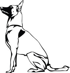 Cartoon Black and White Isolated Illustration Vector Of A Pet Belgium Malinois Puppy Dog Sitting Down