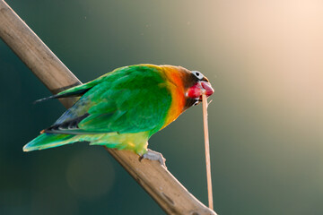 Lovebird Parrot (Agapornis Personatus) animal closeup with black background (Burung Cinta)