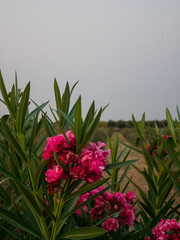 Roccaforzata [TA], Campagna, Piante Fiori e Insetti, erba, oleandro, portamento arbustivo, con...