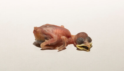 A house sparrow chick that fell out of the nest. The tragedy of the reproduction process in birds. A dying animal on a white background. © Piotr