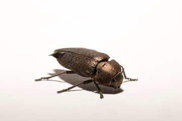 Perotis lugubris is a genus of beetles in the family Buprestidae.The insect is a parasite.