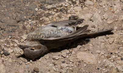 The red-backed shrike (Lanius collurio) is a carnivorous passerine bird and member of the shrike Laniidae. Juvenile bird - female. Dead bird. Road wars - death of a  Shrike. Death from the car.