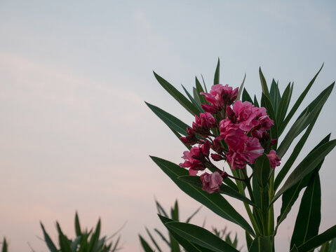 Roccaforzata [TA], Campagna, Piante Fiori e Insetti, erba, oleandro, portamento arbustivo, con fusti generalmente poco ramificati, colore rosa