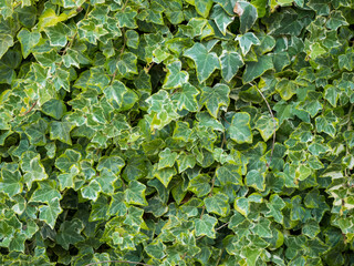 Roccaforzata [TA], Campagna, edera, verde, Variegata di edera, Hedera helix, 