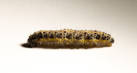 Apanteles glomeratus, Pieris brassicae. Parasitization of insects among themselves. Koinobiont parasitoid wasps.