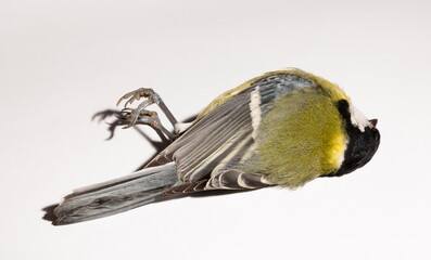Fototapeta premium Great tit (Parus major) is a passerine bird in the tit family Paridae. A dead bird on a white background.
